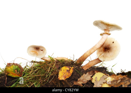 Tre toadstool funghi crescente tra l'erba, muschio e foglie autunnali rifiuti contro uno sfondo bianco Foto Stock