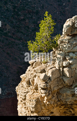 Lone unico albero che cresce al di fuori della roccia sul bordo Sud del Grand Canyon National Park, Arizona Foto Stock