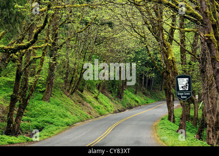 Storico fiume Columbia Autostrada 30 curve attraverso la foresta, Oregon, Stati Uniti d'America Foto Stock