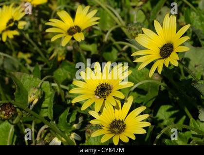 Fiori crescono sulle scogliere di Puerto de Vega. Puerto de Vega Navia, Asturias, Spagna. Foto Stock