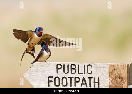 Barn swallow (Hirundo rustica) maschio adulto nel corteggiamento visualizzazione a femmina, in appoggio sul cartello, Suffolk, Inghilterra, Regno Unito, Europa Foto Stock