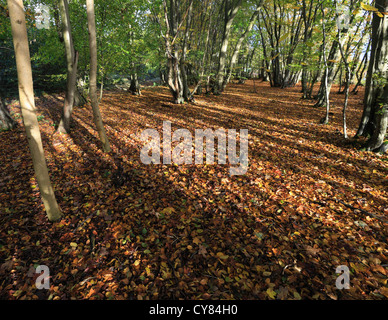 Abbassare il legno, Ashwellthorpe. Uno dei primi siti del Regno Unito ha confermato di essere colpiti da deperimento delle ceneri malattia. Foto Stock