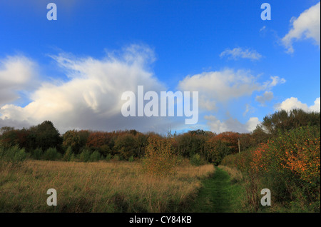 Abbassare il legno, Ashwellthorpe. Uno dei primi siti del Regno Unito ha confermato di essere colpiti da deperimento delle ceneri malattia. Foto Stock