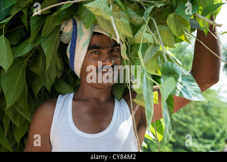 Seta indiana agricoltore portando rami di gelso e lascia sulla sua testa in una zona rurale villaggio indiano. Andhra Pradesh, India Foto Stock