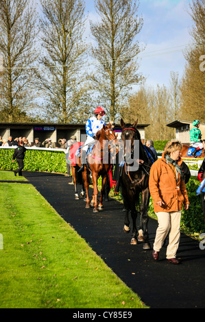 Cavallo e fantino essendo sfilavano intorno gli scommettitori a Wincanton racecourse Foto Stock