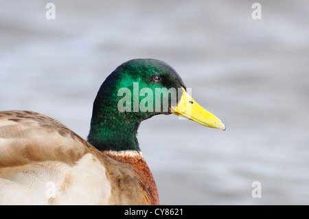 Close up dei maschi di Mallard duck sul Castello Semple loch Foto Stock