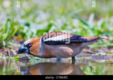 Hawfinch (Coccothraustes coccothraustes) maschio adulto, estate, acqua potabile dal pool, Bulgaria, Europa Foto Stock