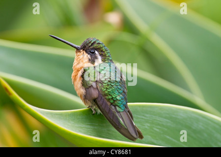 Bianco-throated mountain-gem (Lampornis castaneoventris) hummingbird, femmina adulta appollaiato sulla foglia, Costa Rica, Sud America Foto Stock