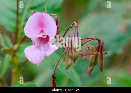 Indiana (Himalayan) (Balsamina Impatiens glandulifera) Foto Stock