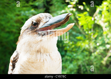 Ridendo Kookaburra closeup (Dacelo novaeguineae) Foto Stock