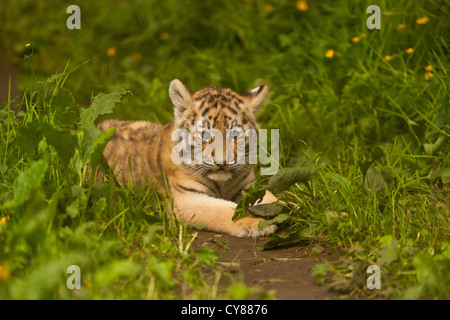 Siberian/Amur tigrotto (Panthera Tigris Altaica) giacenti in erba lunga Foto Stock