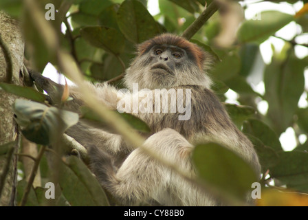 Truppe ugandesi Red Colobus (Procolobus tephrosceles) una specie in via di estinzione di Red Colobus Monkey, fotografato in Uganda, Kibale Foto Stock