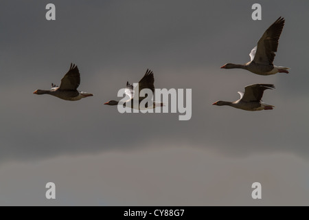 Graylag oche (Anser anser) in volo contro un cielo scuro, Cambridgeshire Foto Stock