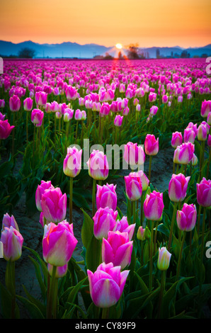 Campi di Tulipani a sunrise in Skagit Valley in Mount Vernon, Washington, durante l'annuale festival del tulipano Foto Stock