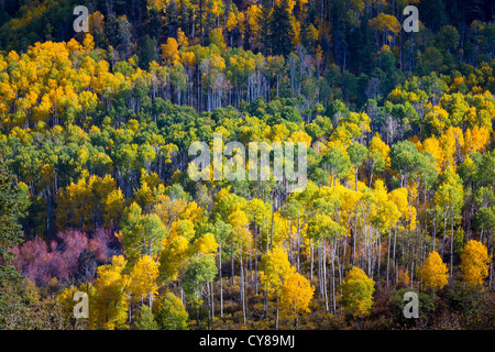 Aspens su una collina nelle montagne di San Juan di Colorado Foto Stock