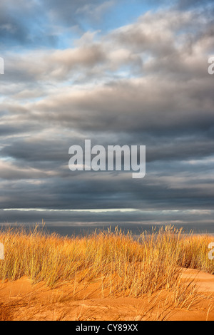 Il giallo erba in dune sul mare Foto Stock