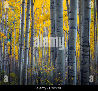 Aspens grove nelle montagne di San Juan di Colorado Foto Stock