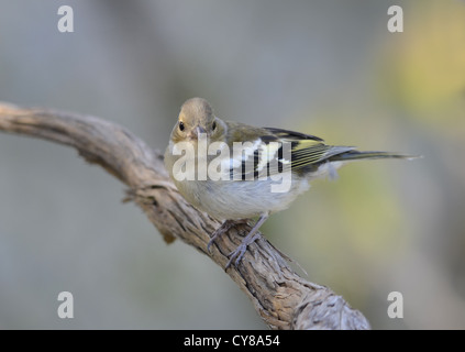 Comune Femmina fringuello, Fringilla coelebs, Spagna. Foto Stock