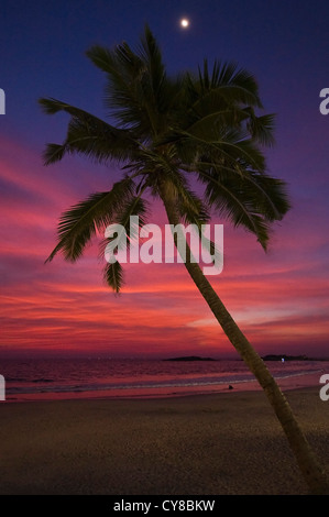 Vista verticale di una palma fruscio del vento durante un bel tramonto sulla spiaggia del Faro in Kovalam. Foto Stock