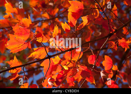 Foglie di acero, Walworth County, Wisconsin Foto Stock