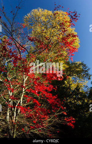 Rosso, arancione e foglie di giallo su vari alberi nel bosco in autunno Foto Stock