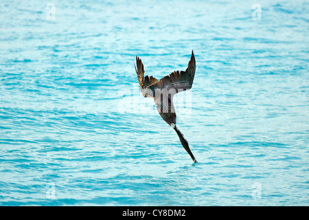 Immersioni subacquee Brown Pelican immergendosi in acqua dopo che il pesce Foto Stock