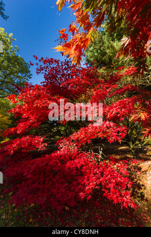 Foglie di acero visualizzazione rosso, arancio e giallo colori in autunno Foto Stock