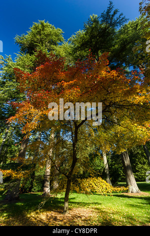 Un albero di acero visualizzando la sua gamma completa di colori autunnali Foto Stock