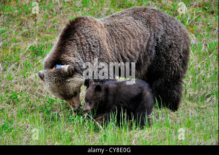 Una madre e cub orso grizzly rovistando per erba verde Foto Stock