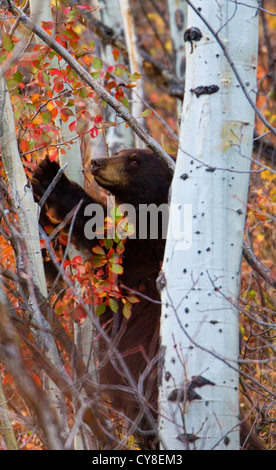 American Black Bear in Aspen Tree Foto Stock