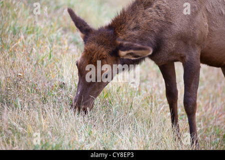 Una femmina del cervo Elk pascola sulle erbe secche del Parco Nazionale delle Montagne Rocciose durante la caduta solchi stagione. Colorado Foto Stock