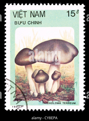 Francobollo dal Benin raffigurante un cavaliere grigio o sporco tricholoma fungo (Tricholma terreum) Foto Stock