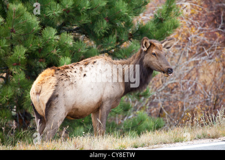 Una femmina del cervo Elk pascola sulle erbe secche del Parco Nazionale delle Montagne Rocciose durante la caduta solchi stagione. Colorado Foto Stock