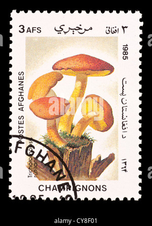 Francobollo da Afghanistan raffiguranti i funghi Foto Stock