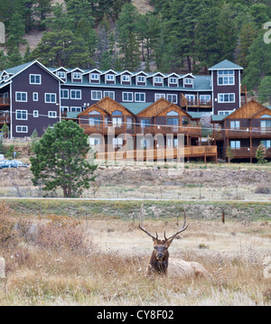 Un grande bull elk saloni nel prato sotto Maria's Lake Lodge. Estes Park, COLORADO Foto Stock