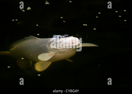 Un grande bianco pesci koi alimentazione dalla superficie. Foto Stock