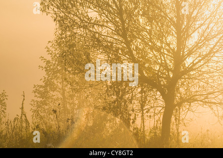 albero Foto Stock