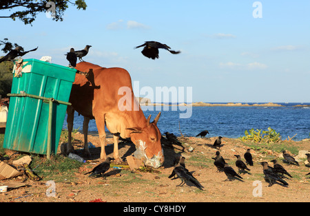 Una mucca estrae attraverso il cestino in cerca di cibo abilmente aiutato da un branco di corvi neri di Trincomalee, Sri Lanka. Foto Stock