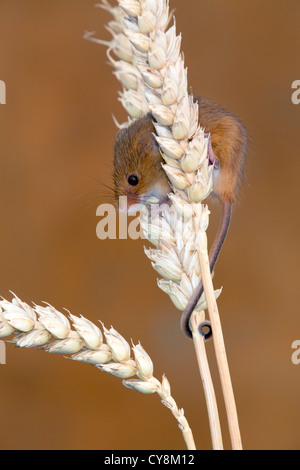 Harvest Mouse; Micromys minutus; mangiare; Regno Unito; captive Foto Stock