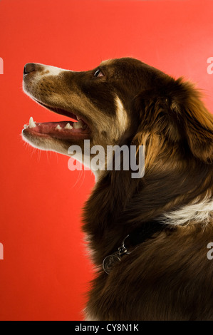 Border Collie cane isolata su uno sfondo rosso Foto Stock