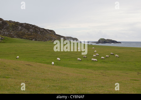 Scottish Blackface pecore (Ovis aries). Giornate di pascolo su "Il campo da Golf". Lato ovest dell'isola di Iona, Ebridi Interne, SW in Scozia. Foto Stock