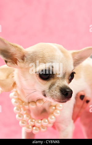 Chihuahua che indossa una collana di perle su un sfondo rosa Foto Stock