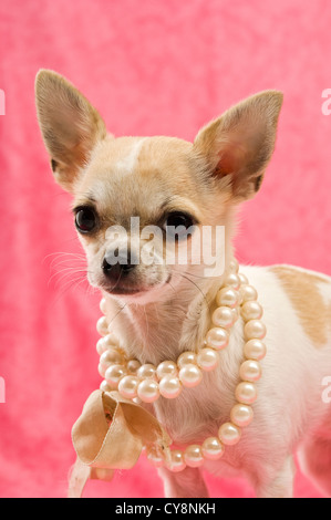 Chihuahua che indossa una collana di perle su un sfondo rosa Foto Stock