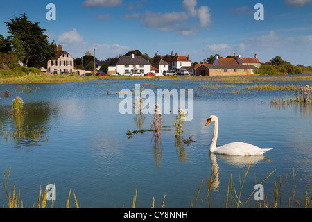 Porto Pagham; Sidlesham Quay; West Sussex; Regno Unito; alta marea; swan Foto Stock