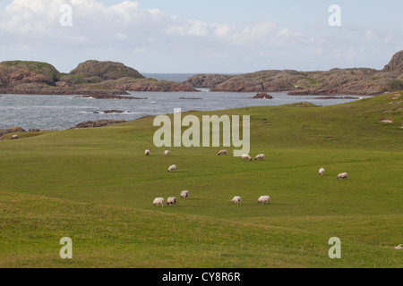 Scottish Black-Face pecore (Ovis aries). Giornate di pascolo su "Il campo da Golf". Lato ovest dell'isola di Iona, Ebridi Interne, SW Scozia Scotland Foto Stock