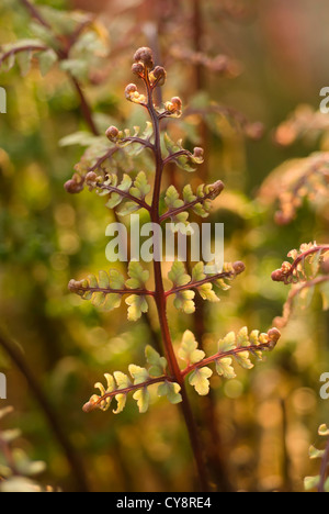 Athyrium filix-femina subs. angustum f. rubellum "la signora in rosso" , la felce, rosso lady fern. Foto Stock