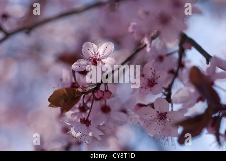 Prunus cerasifera 'Nigra' , Cherry Plum. Foto Stock