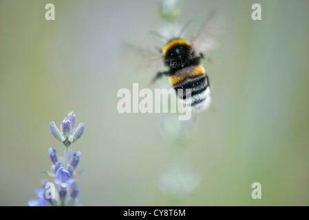 Buff-tailed bumblebee Foto Stock