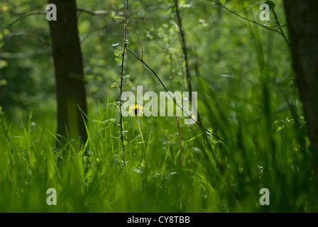 Taraxacum officinale, Tarassaco. Foto Stock