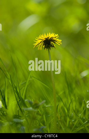 Taraxacum officinale, Tarassaco. Foto Stock